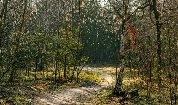 森の中の晴れた朝 太陽の光が木々を美しく照らす — ストック写真