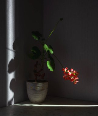 Sardunyalarla dolu bir hayat. Eski model. Minimalizm.