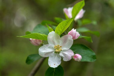 Meyve ağaçları çiçek açtı. Güzel çiçekler açar..