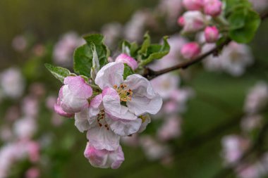 Meyve ağaçları çiçek açtı. Güzel çiçekler açar..