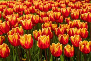 İlkbaharda çiçek açan laleler. Bitki özlü bitki..