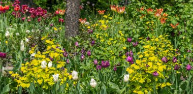 İlkbaharda çiçek açan laleler. Bitki özlü bitki..