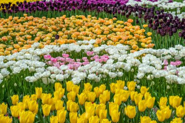 İlkbaharda çiçek açan laleler. Bitki özlü bitki..