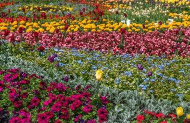 İlkbaharda çiçek açan laleler. Bitki özlü bitki..