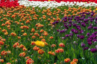 İlkbaharda çiçek açan laleler. Bitki özlü bitki..