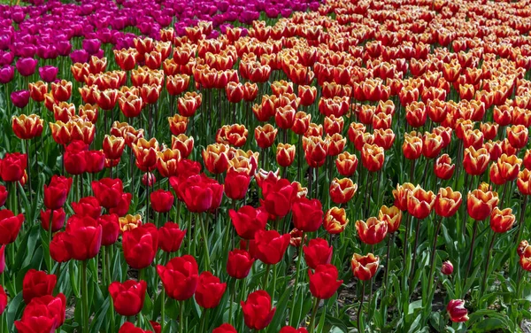 Posadzone Kwitnące Tulipany Wiosną Ziołowe Rośliny Bulwiaste — Zdjęcie stockowe
