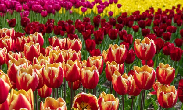 Zasazené Kvetoucí Tulipány Jaře Bylinné Cibulovité Rostliny — Stock fotografie