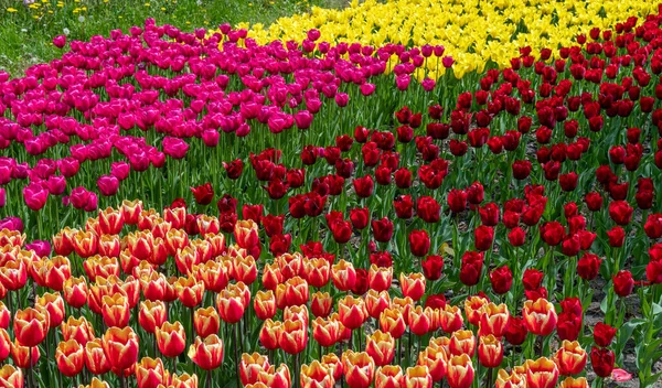 Tulipani Fioriti Piantati Primavera Pianta Erbacea Bulbosa — Foto Stock