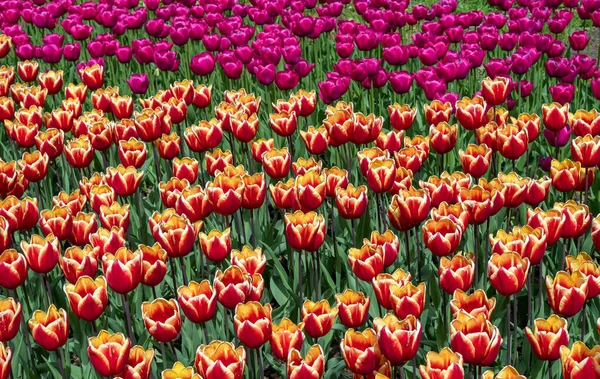 Tulipani Fioriti Piantati Primavera Pianta Erbacea Bulbosa — Foto Stock