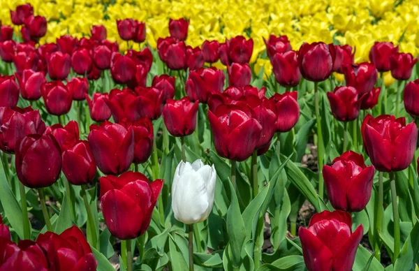 Tulipani Fioriti Piantati Primavera Pianta Erbacea Bulbosa — Foto Stock