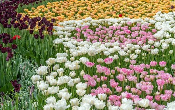 Zasazené Kvetoucí Tulipány Jaře Bylinné Cibulovité Rostliny — Stock fotografie