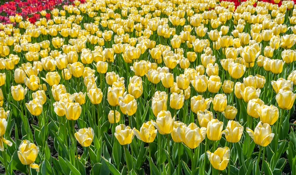 Tulipani Fioriti Piantati Primavera Pianta Erbacea Bulbosa — Foto Stock