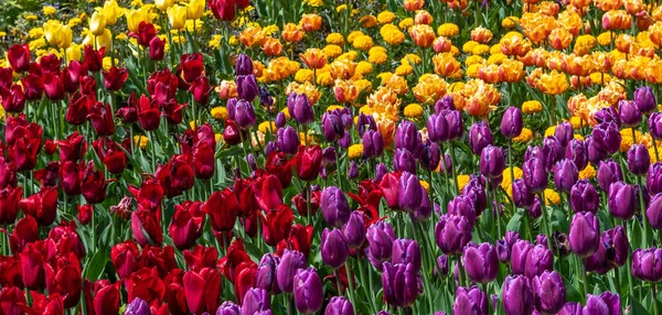 Posadzone Kwitnące Tulipany Wiosną Ziołowe Rośliny Bulwiaste — Zdjęcie stockowe