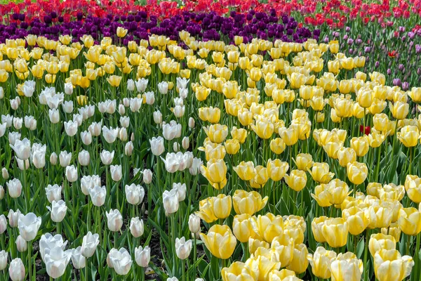 Tulipani Fioriti Piantati Primavera Pianta Erbacea Bulbosa — Foto Stock