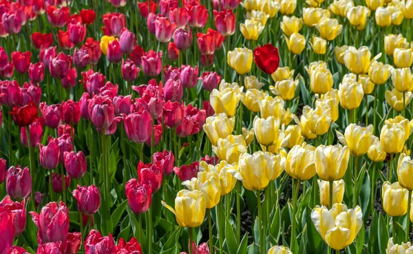 Tulipani Fioriti Piantati Primavera Pianta Erbacea Bulbosa — Foto Stock