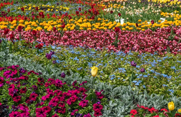 İlkbaharda çiçek açan laleler. Bitki özlü bitki..
