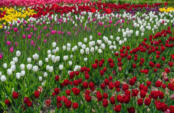 Zasazené Kvetoucí Tulipány Jaře Bylinné Cibulovité Rostliny — Stock fotografie