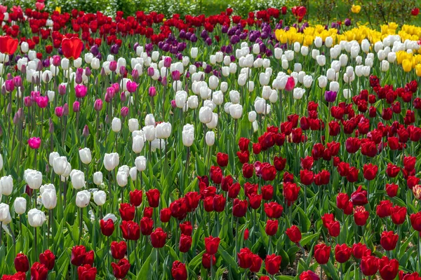 Zasazené Kvetoucí Tulipány Jaře Bylinné Cibulovité Rostliny — Stock fotografie