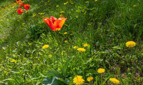 Çiçek Açan Laleler Tepedeki Soğanlı Bir Bitki Sarı Karahindibalardır — Stok fotoğraf