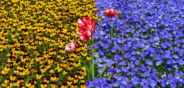 Blooming Tulips Herbaceous Bulbous Plant Background Blue Yellow Flowers — Foto de Stock