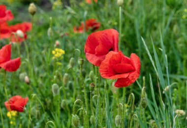 Çayırlarda açan vahşi kırmızı gelincikler..