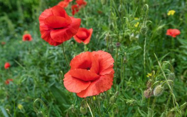 Çayırlarda açan vahşi kırmızı gelincikler..