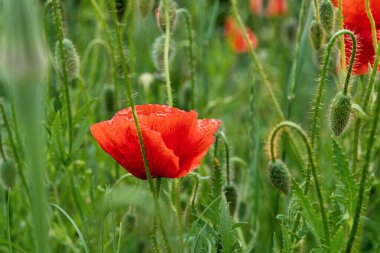 Çayırlarda açan vahşi kırmızı gelincikler..