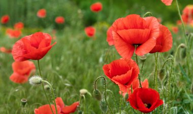 Çayırlarda açan vahşi kırmızı gelincikler..