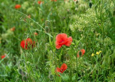Çayırlarda açan vahşi kırmızı gelincikler..