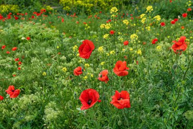 Çayırlarda açan vahşi kırmızı gelincikler..