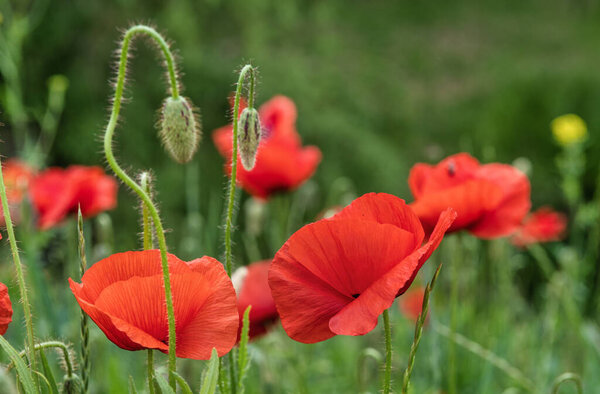 Wild red poppies blooming in the meadow.