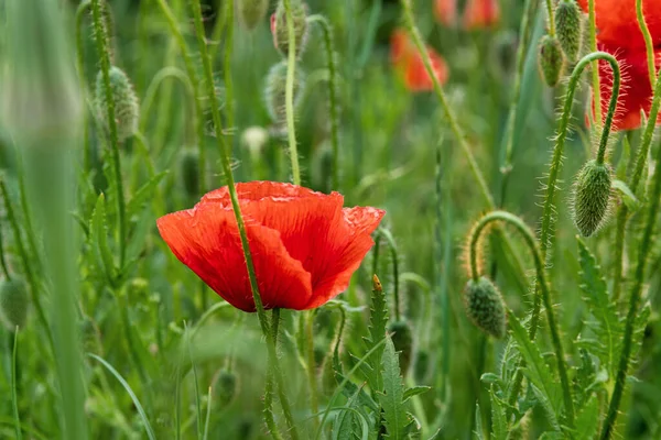 Wilde Rode Papavers Bloeien Weide — Stockfoto