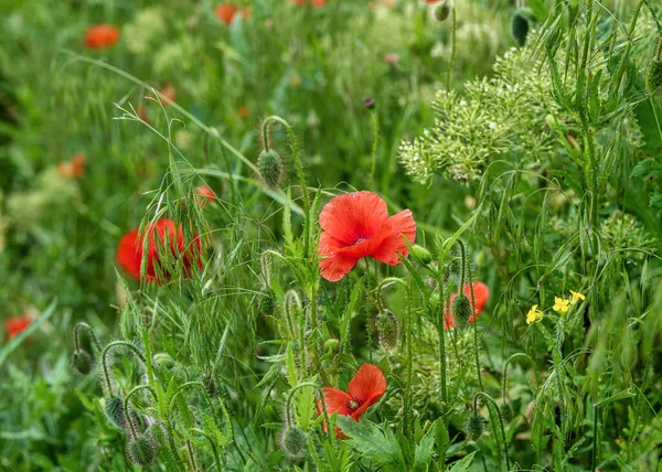 Wilde Rode Papavers Bloeien Weide — Stockfoto