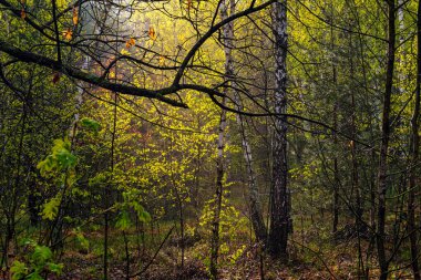 Güzel güneşli bir sabah. Güneş ışınları ağaçların dallarında oynarlar. Doğada güzel yürüyüş..