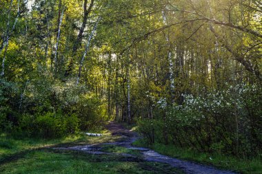 Güzel güneşli bir sabah. Güneş ışınları ağaçların dallarında oynarlar. Doğada güzel yürüyüş..