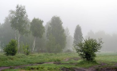 Doğada bulutlu bir sabah. Ağaçlara, çayırlara sis indi ve ufku sakladı..