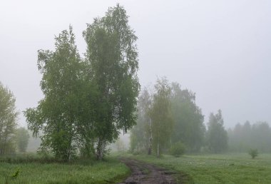 Doğada bulutlu bir sabah. Ağaçlara, çayırlara sis indi ve ufku sakladı..