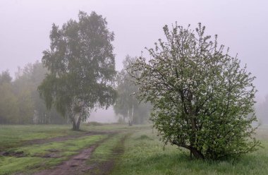 Doğada bulutlu bir sabah. Ağaçlara, çayırlara sis indi ve ufku sakladı..