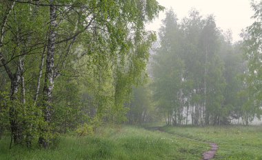 Doğada bulutlu bir sabah. Ağaçlara, çayırlara sis indi ve ufku sakladı..