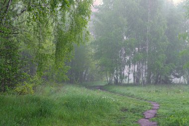 Doğada bulutlu bir sabah. Ağaçlara, çayırlara sis indi ve ufku sakladı..