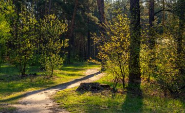 Güzel güneşli bir sabah. Güneş ışınları ağaçların dallarında oynarlar. Doğada güzel yürüyüş..