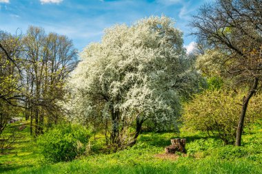 Çok güzel çiçek açan ağaçlar. Güneşli bir gün. Doğada güzel yürüyüş..