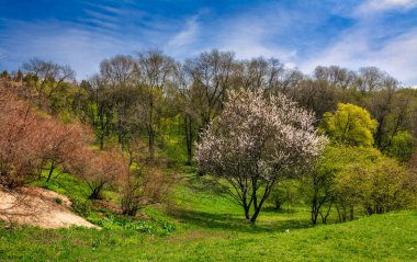 Çok güzel çiçek açan ağaçlar. Güneşli bir gün. Doğada güzel yürüyüş..