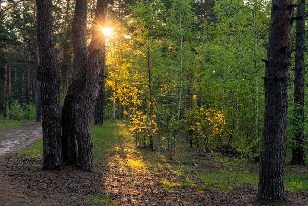 Bella Mattina Sole Raggi Del Sole Giocano Tra Rami Degli — Foto Stock