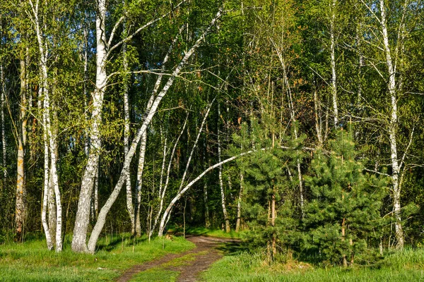 Ormana giden yol. Doğada güzel yürüyüş..