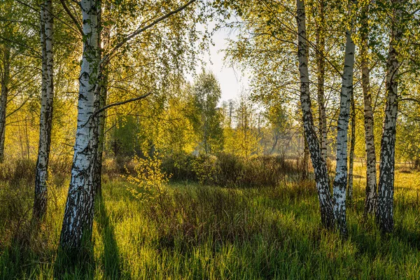 Pěkné Slunečné Ráno Paprsky Slunce Hrají Větvích Stromů Pěkná Procházka — Stock fotografie