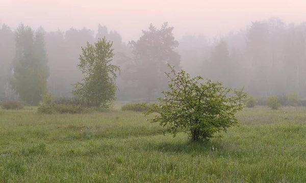 Manhã Nublada Natureza Névoa Desceu Sobre Árvores Prado Escondeu Horizonte — Fotografia de Stock