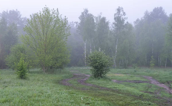 Cloudy morning in nature. Mist descended on the trees, meadow and hid the horizon.