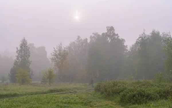 Cloudy morning in nature. Mist descended on the trees, meadow and hid the horizon.