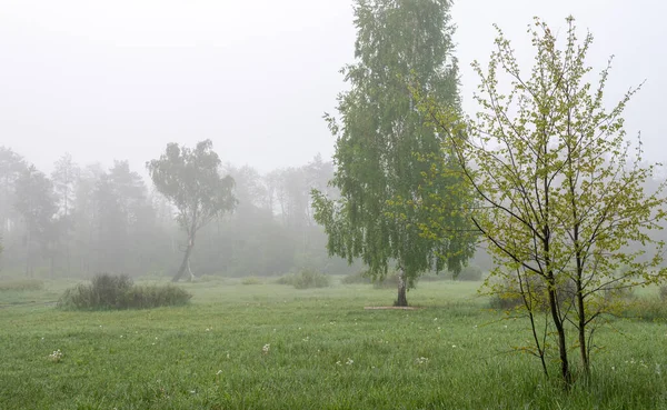 Mattina Nuvolosa Natura Nebbia Scese Sugli Alberi Prato Nascose Orizzonte — Foto Stock